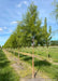 A row of Bald Cypress trees grows in the nursery with green leaves, strips of green grass between rows and blue skies in the background.
