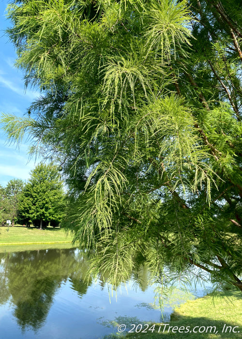 Closeup of fine feathery-like leaves with pond in the background and blue skies.
