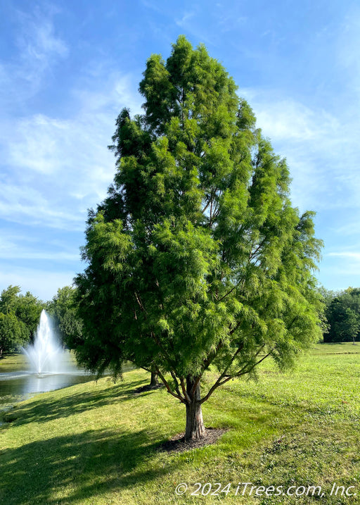 Maturing Bald Cypress tree growing near a pond with a fountain and other trees with blue skies in the background.
