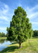 Maturing Bald Cypress tree growing near a pond, and other trees with blue skies in the background.