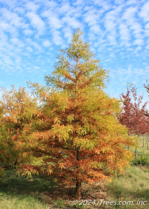Bald Cypress grows in a nursery row in fall, showing transitioning fall color, surrounded by other trees and blue sky in the background.