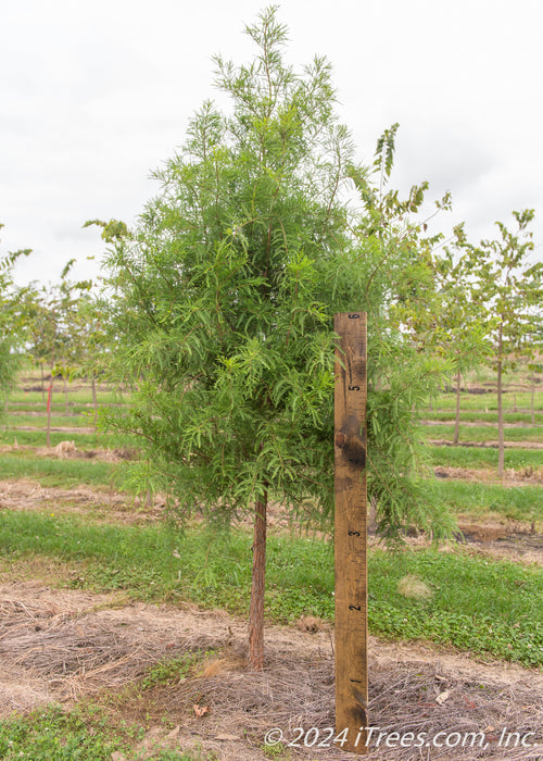 Bald Cypress growing in the nursery with green leaves, with a large ruler standing next to it to show its height.