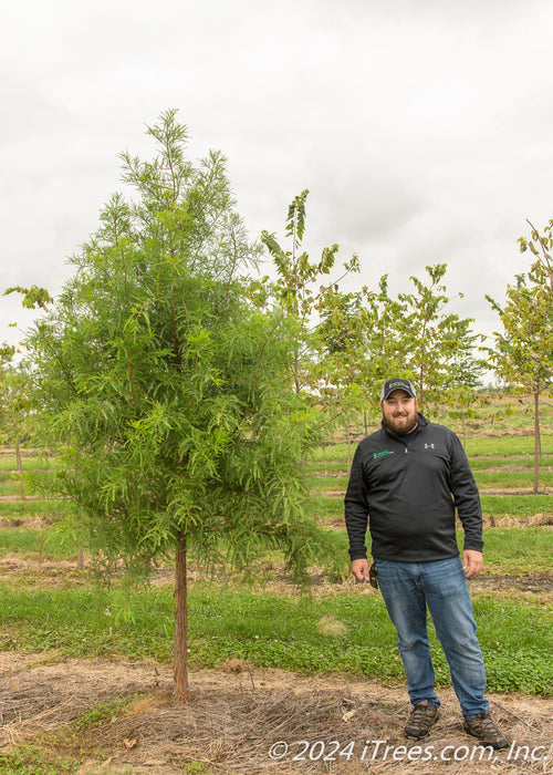 Bald Cypress grows in a nursery with green leaves, a person stands by it to show the height comparison.