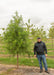 Bald Cypress grows in a nursery with green leaves, a person stands by it to show the height comparison.