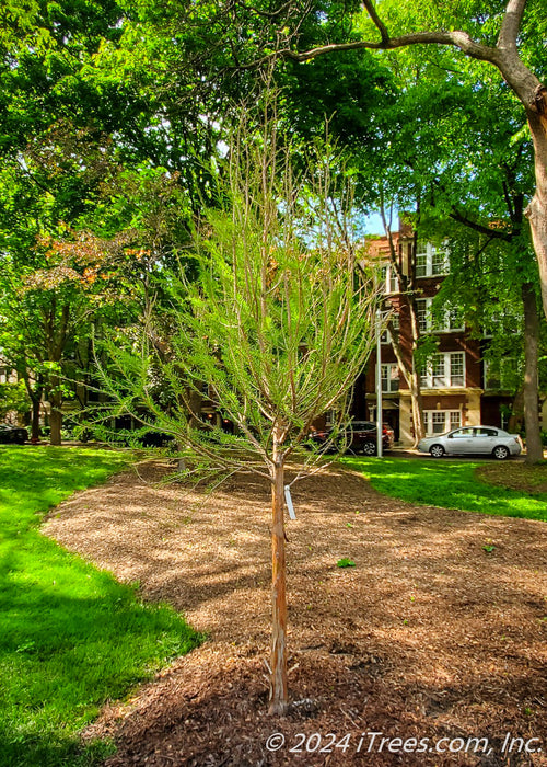A newly planted Shawnee Brave Bald Cypress in a Chicago area park showing newly emerged bright green leaves and reddish peeling bark.