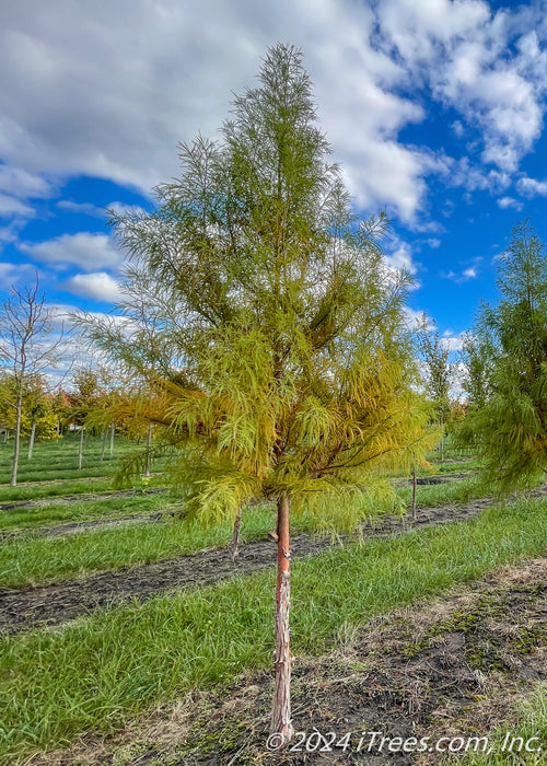 Shawnee Brave Bald Cypress at the nursery with green foliage beginning to change to its rusty-orange color.