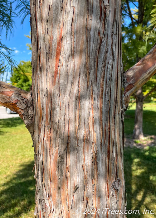 Closeup of a reddish-grey tree trunk.