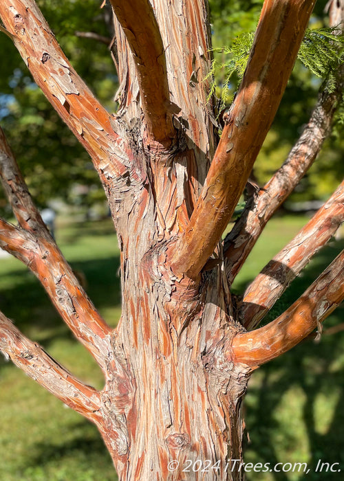 Closeup of reddish peeling tree trunk and lower branching.