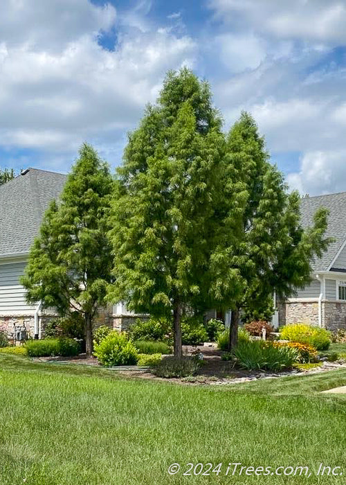 Shawnee Brave Bald Cypress planted in a grouping in a backyard.