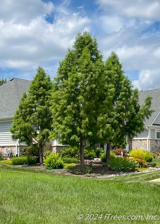 Shawnee Brave Bald Cypress planted in a grouping in a backyard.