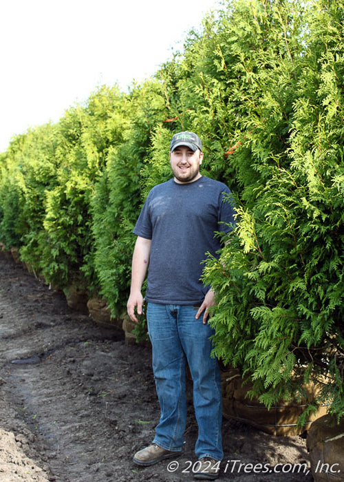 A row of Nigra Arborvitae in the nursery's holding yard with a person standing by for height comparison. Their knee is at the top of the tree's rootball.