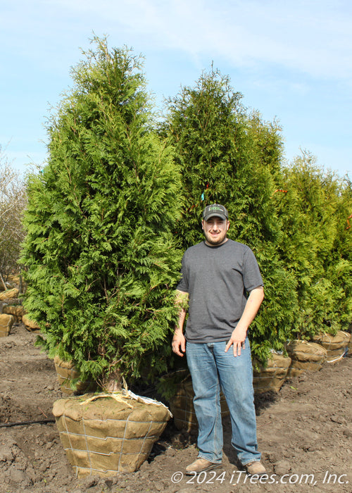 Nigra Arborvitae in the nursery's holding yard with a person standing by for height comparison. Their knee is at the top of the tree's rootball.
