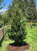 A newly planted Nigra Arborvitae with green foliage planted along a fence line in a side back yard.