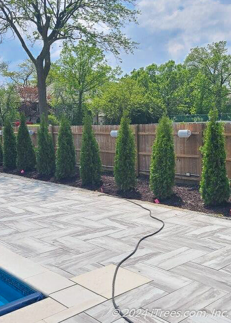 A row of newly planted Emerald Green Arborvitae planted along a fence line for additional privacy and screening for the pool area.
