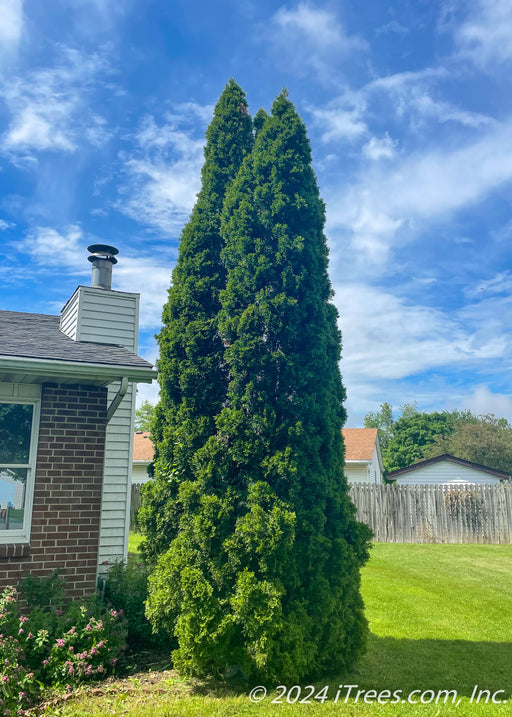 Mature Emerald Green Arborvitae planted in the front landscape of a yard with crown taller than one story house.