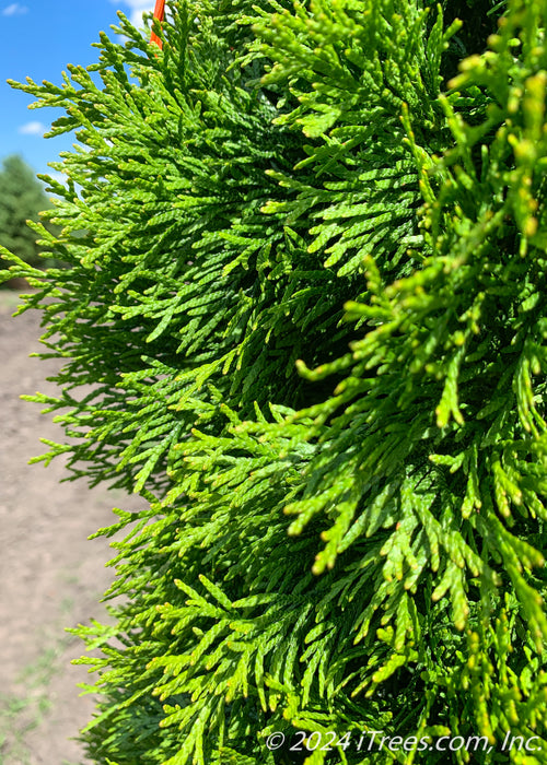 Closeup of green scaley foliage.