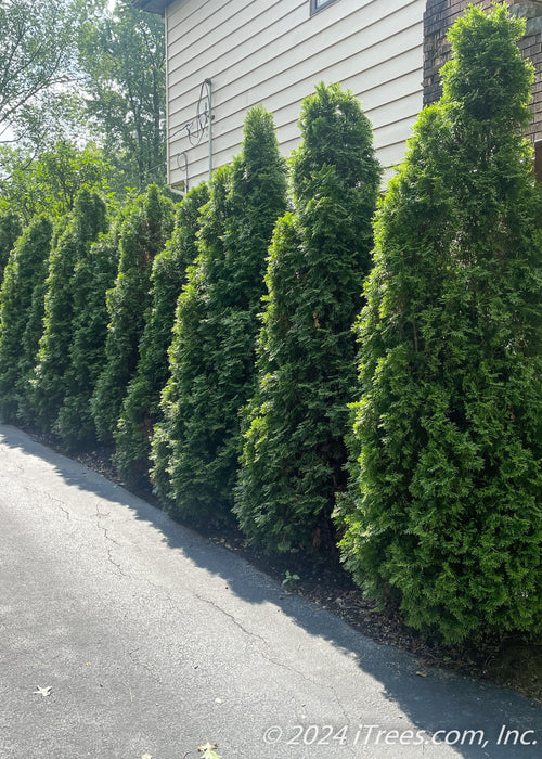 A row of Emerald Green Arborvitae planted along a driveway for privacy and screening.
