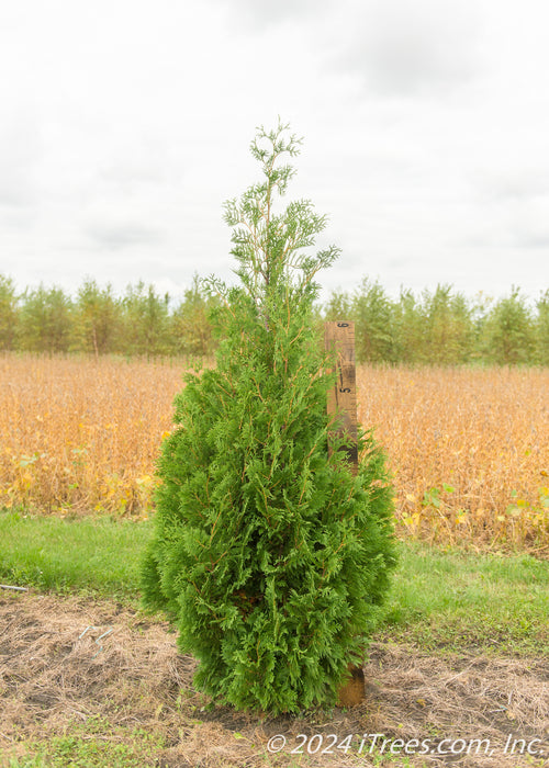 A Techny Arborvitae planted at the nursery with a large ruler standing next to it to show its height over 6 ft.