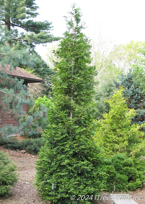 Green Giant Arborvitae planted in a garden area.