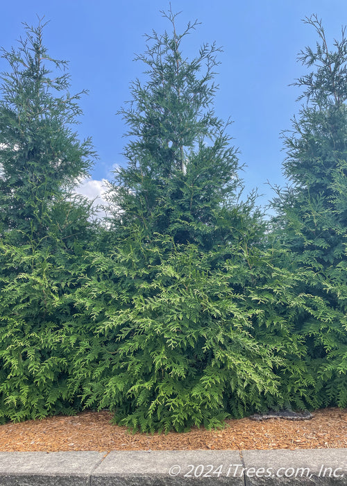Closeup of Green Giant Arborvitae planted in a row.