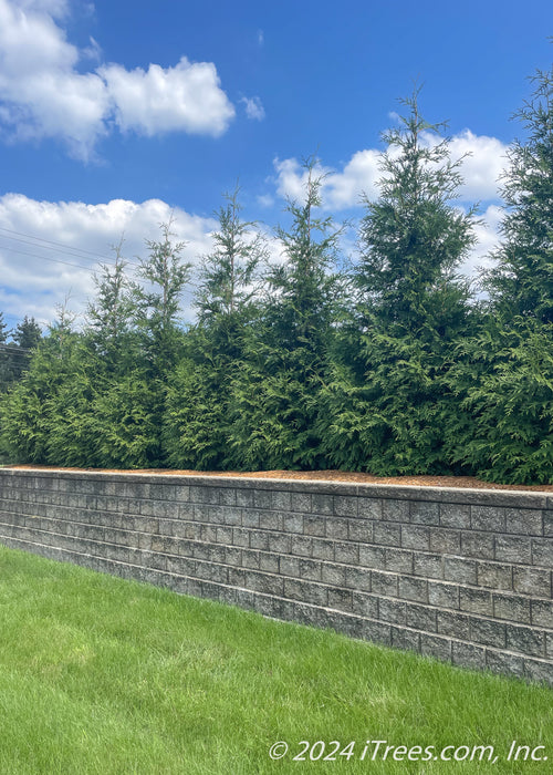 Green Giant Arborvitae planted in a row within a mulched retaining wall landscape bed.