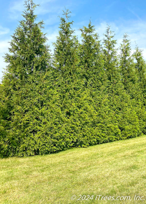 Green Giant Arborvitae planted in a row.