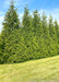Green Giant Arborvitae planted in a row.
