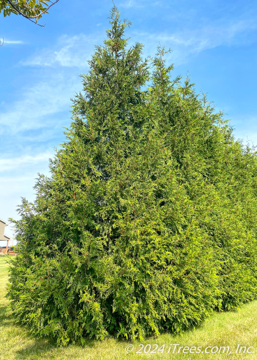 Green Giant Arborvitae planted in a row.