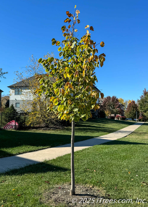 A young American Sentry Linden grows on a parkway in a residential neighborhood, seen with large green leaves transitioning to a bold yellow-gold hue, with a house, walkway and blue sky in the background.