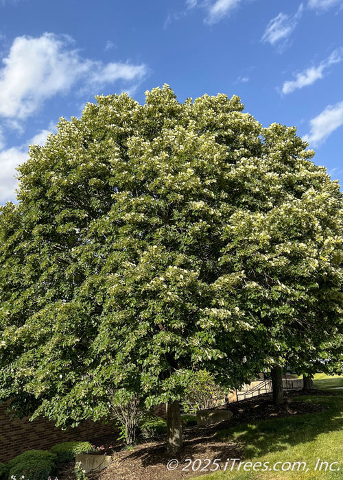 Green Mountain Silver Linden with full, dense canopy of dark green serrated leaves, providing rich shade to a courtyard area.