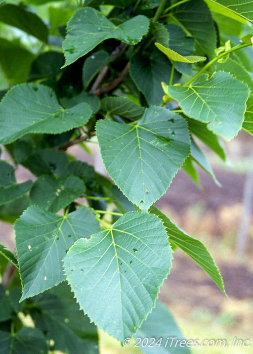 Closeup of wide, heart-shaped serrated green leaves.