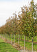 A row of Redmond Linden at the nursery in fall with leaves beginning to change from green to a yellowish-brown.