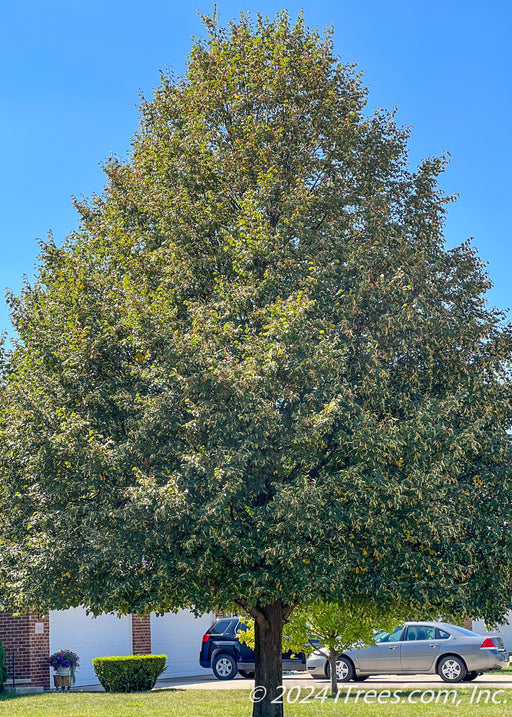 A mature Greenspire Littleleaf Linden planted in a front yard, seen in bloom with small yellowish-white flowers.