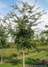 Triumph Elm at the nursery with green leaves.