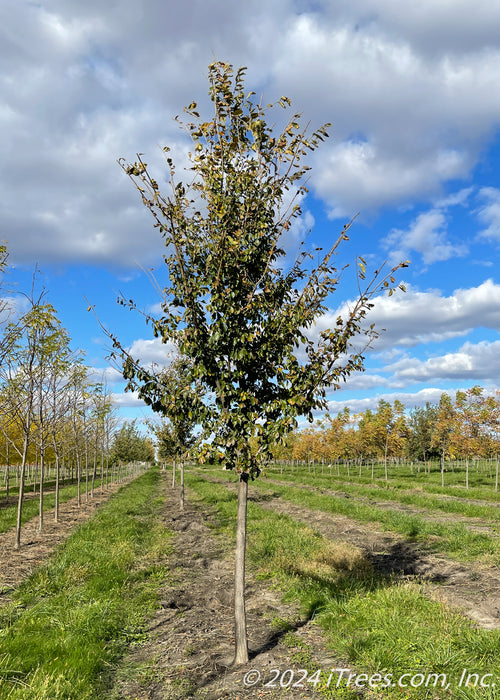 A Triumph Elm with green leaves at the nursery.