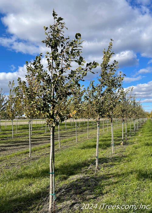 A row of Triumph Elm with green leaves at the nursery.