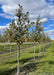 A row of Triumph Elm with green leaves at the nursery.