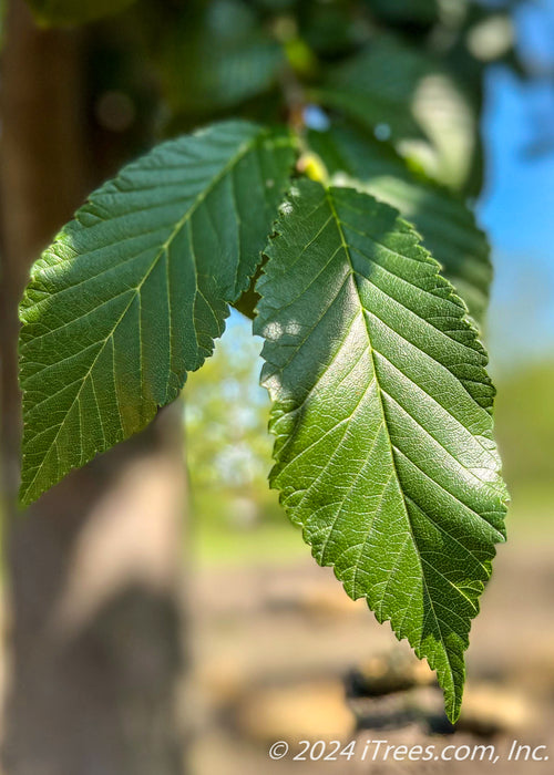 Closeup of green shiny leaves.