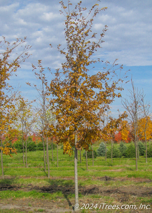 Triumph Elm with yellow fall color at the nursery.