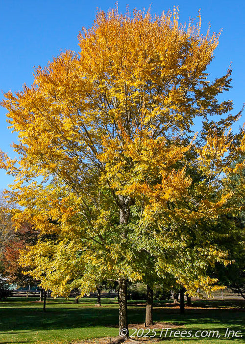 A maturing Triumph Elm in fall with bright yellow-gold changing fall color.