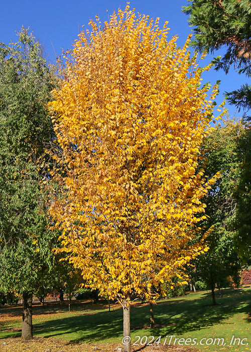 Princeton American Elm with yellow-gold fall color planted in an open area of a backyard.
