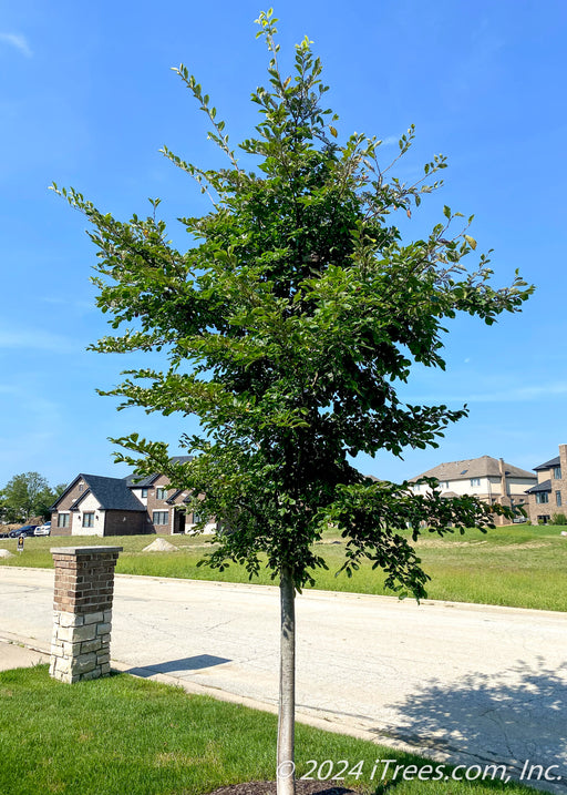 Jefferson Elm with a canopy full of dark green leaves planted along a parkway in a residential community.