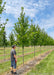 A row of Princeton American Elm in the nursery with green leaves. A person stands nearby. The tree is pruned up at 5 ft tall.