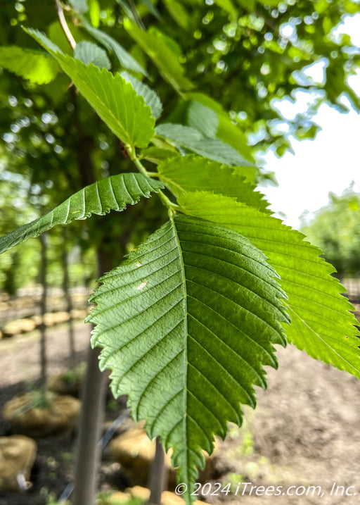 Closeup of sharply serrated green leaves.