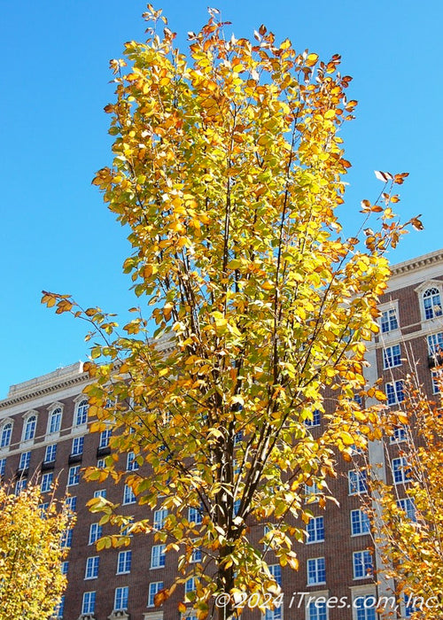 View looking up at the canopy of a newly planted Princeton American Elm with yellow fall color.