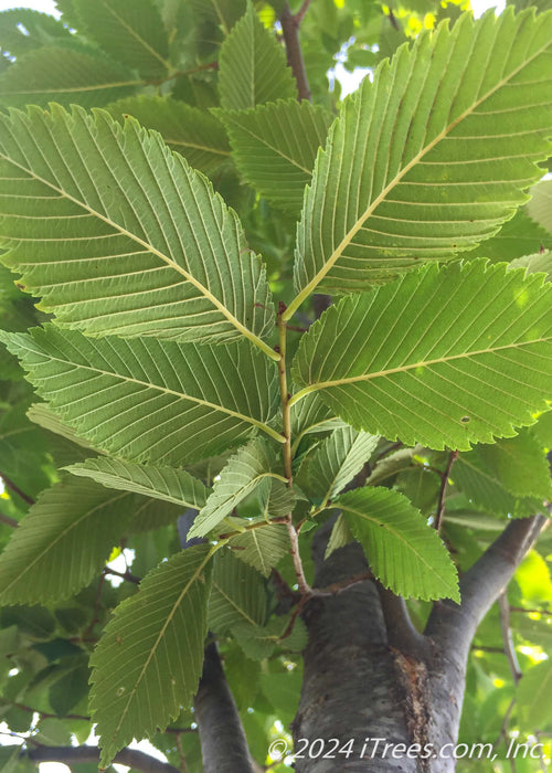 Closeup view of the underside of green leaves and lower tree trunk.