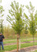 A Princeton American Elm at the nursery with a large ruler standing up to it to show its canopy height of 5 ft.