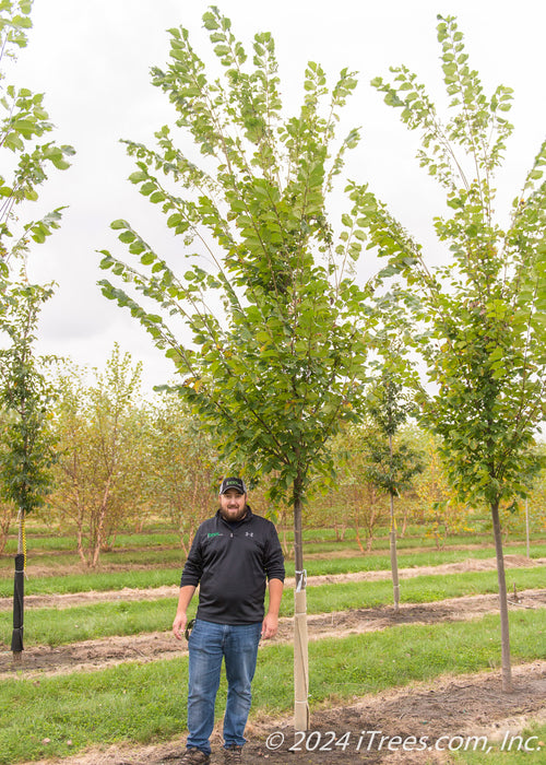 Princeton American Elm at the nursery with a person standing nearby their head is at canopy height.