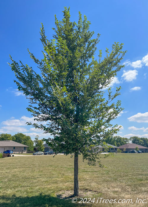 A New Horizon Elm with upright spreading branches with dark green leaves, and rough rugged trunk. Planted in an open area of a local park. Houses and a cloudy blue sky are in the background.