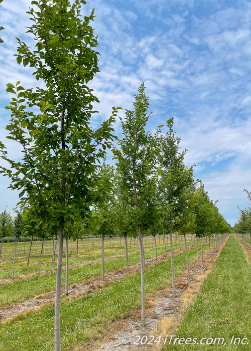 A row of New Horizon Elm in the nursery with green leaves and smooth grey trunks. Strips of green grass between rows of trees with a cloudy blue sky in the background.